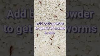 How to Get rid of worms in rice