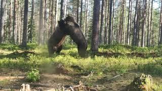 Big bear fight in Finland