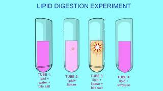 lipid digestion experiment