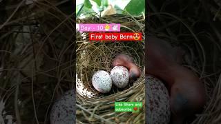 First Baby Born️ #viral #birds #egg #baby #shorts #youtubeshorts