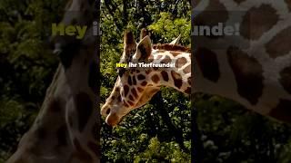 Die faszinierende Welt der Giraffen!  #foryou #viralvideo #trending