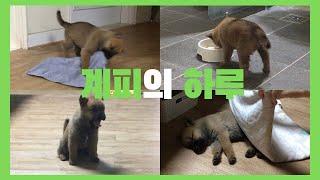 마루에 오줌싸고 잠자는 강아지의 하루  |  개팔자가 상팔자여~ | 진돗개계피 | Korean Jindo Dog