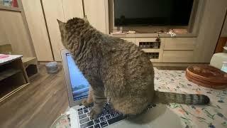 躺赢喵虎斑貓就是要躺贏蘋果電腦EP2 Tabby cat fell asleep on mac computer ぶち猫がマックで眠りに落ちた 에서 잠든 얼룩 고양이 躺赢喵虎斑猫就是要躺赢苹果电脑