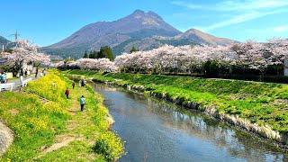 Spring in Yufuin Countryside, 2023 | Cherry Blossom Hunting & Lake Kinrin | Japan Walking Tour