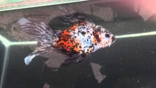 Calico Ryukin Goldfish 201507