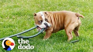 Dog's Hilariously Honest Adoption Post Helps Him Find Forever Home  | The Dodo