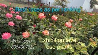 Best Roses| Ranking as per pre-booking | First bloom of motherplants |Pushpanjali Rosery Bareilly