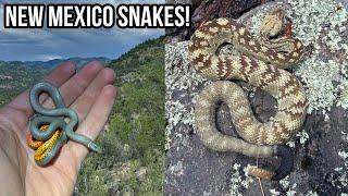 Rattlesnakes and Regal Ringneck in New Mexico! Field Herping the Land of Enchantment