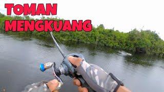 Keseruan mancing Toman di Sungai Mengkuang