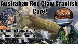 Australian Red Claw Crayfish Care. My first Craylings! Nahulog eggs niya pero nabuhay pa din!