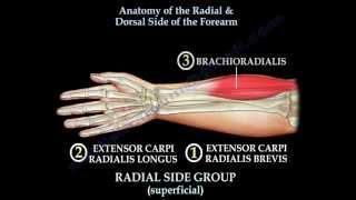 Anatomy Of The Radial & Dorsal Forearm Part 2 - Everything You Need To Know - Dr. Nabil Ebraheim