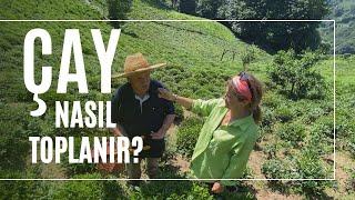 Çay Nasıl Toplanır? Rize Çayeli
