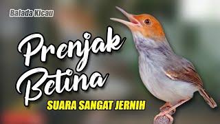 MASTERAN PRENJAK BETINA GACOR SUARA JERNIH