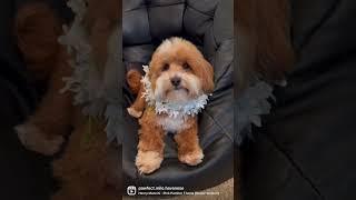 Milo the Havanese dog under investigation!