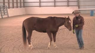 Teaching Liberty Work - Advantage Horsemanship TV