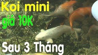 Hồ Koi mini ! Cá mini 10k Sau 3 Tháng Nuôi  Mini koi after 3 months