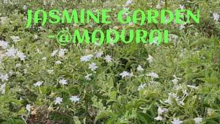 JASMINE GARDEN IN MY NATIVE-