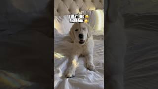 My Dog Is ALWAYS HUNGRY  #goldenretriever #funnydogs #shorts