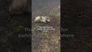 The Wolf Needed Help  #hearttouching #animals