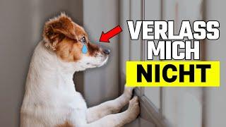 Mach das NIE, wenn du deinen Hund ALLEIN lässt (6 große Fehler)