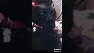 Всем понятно, кто главный в семье ? 