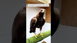 A baby eagle was rescued and raised by love