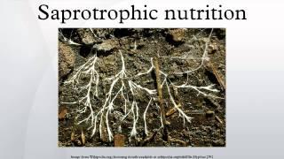 Saprotrophic nutrition