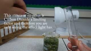 Required Practical: Investigate the effect of light intensity on rate of photosynthesis