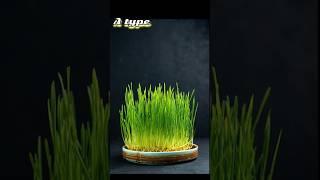What is Oats,,, benefits?? #patientshelpdesk #hospitalfood #doctor #health #patients #youtubeshorts