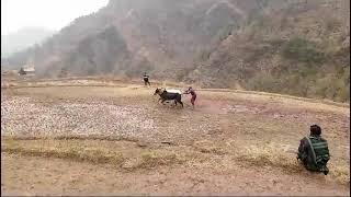 Top ox race jamola...#oxraces #trending #viral #youtube #ytshorts #bull #trendingshorts #top