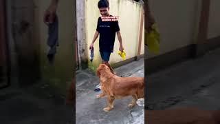 Akala nya may pasalubong sakanya kaya sinalubong si Tito  #dogslife #goldenretriever