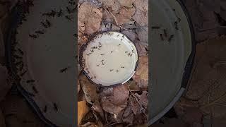 Избавляемся от муравьёв с помощью борной кислоты.