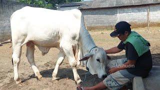 Dibidik Orang Pusat‼️ SANJAYA Sapi PO Mas Hermawan Hasil Breeding Setia Farm