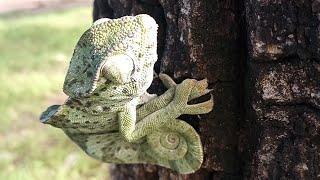 Freeing the Chameleon || Diary of a Ga Man