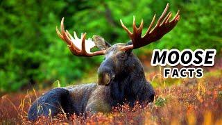 Moose Facts: aka ELK Facts (?)  Animal Fact Files