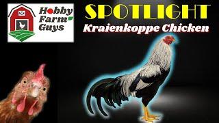 HFG Farm Animal Spotlight: Kraienkoppe Chicken