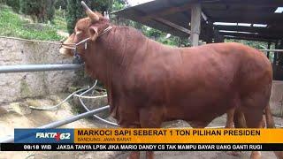 Sapi Pilihan Presiden, Beratnya 800-1000 Kilogram - FAKTA+62