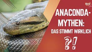  The truth about the 15-meter anaconda! | Reaction to Norbert Zajac 