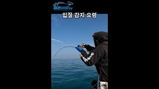 광어 입질 감지 요령 #shorts