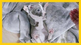 Lovely Puppy Reacts to New Home: 10 Weeks Old Italian Greyhound