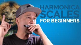 Harmonica Scales For Beginners (While Learning to Play Something Cool)