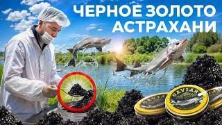 Черное золото Астрахани. Производство черной икры. Большое рыбное хозяйство
