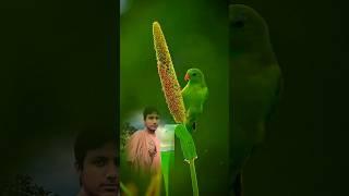 Beautifull nature green | Shorts | Guide to Editing Videos on YouTube"