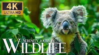 Wildlife Serenity Journey 4K  Astonishing Discoveries with Relaxing Piano Rhythms  Peaceful Vibes