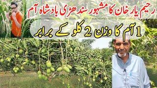 Ultra High Density Mango Farming | Sindhri Badshah | Rahim Yar Khan | Pakistan | Business Khulasa |