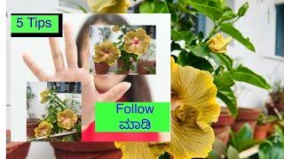 ದಾಸವಾಳ  ಗಿಡದಲ್ಲಿ ತುಂಬ ಹೂವು ಬರಲು ಈ 5 Tips ನ Follow ಮಾಡಿ ನೋಡಿ / Hibiscus growing tips