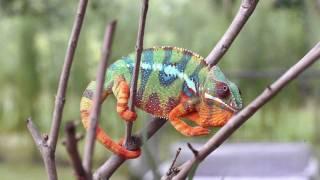 Real Chameleon Color change