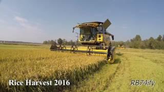 RICE HARVEST 2016 in North West ITALY - The Best of RB74ify