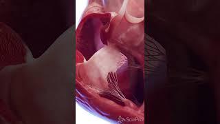 Animated 3d model of the Human Heart  #meded #anatomy