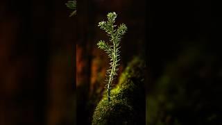 Best Aperture for Macro?